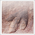 Dinosaur Track