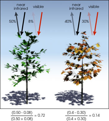 What is NDVI (Normalized Difference Vegetation Index)? - GIS Geography